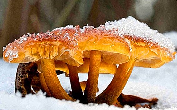 Печурка со зимски печурки (орев на фламмулин): опис, рецепти, фотографии