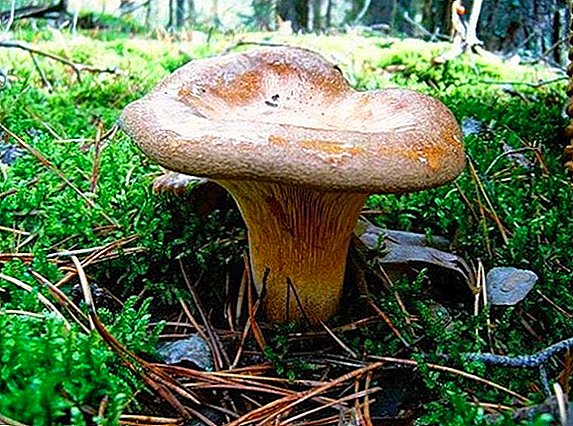 Dunka Mushrooms: Edible or Not