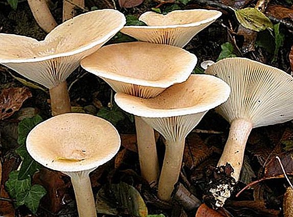 Mushrooms vun engem govorushka: Charakteristesch an Haaptvertrieder vun der Gatt