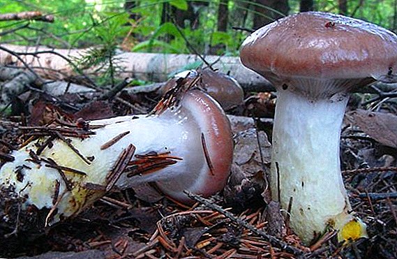 Мокури печурки: смрека, забележана, виолетова, розова