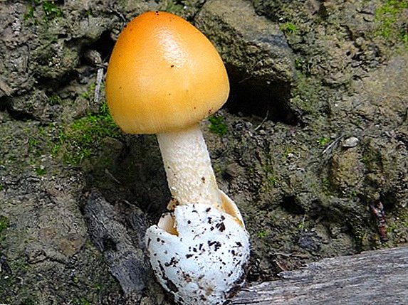 Li-mushroom tsa cockerel (likhoho): foto le tlhaloso