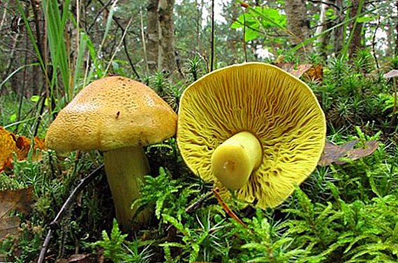Ama-mushroom e-Greenfinch: incazelo, ukunambitha, zokupheka