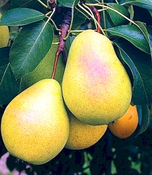Chizhovskaya Pears