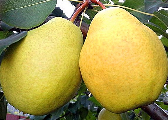 Pear "Larinskaya": ባህሪያት, ውጤታማ ስኬታማነት ምስጢሮች
