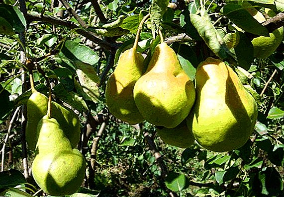 Pear "Honey": toetra, fambolena agrotechnics