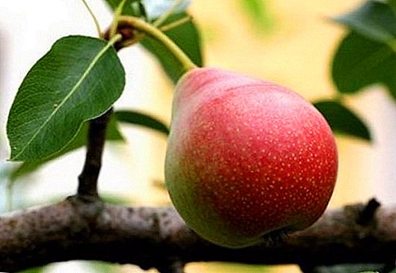 Pear "samurtasuna": ezaugarriak, abantailak eta desabantailak