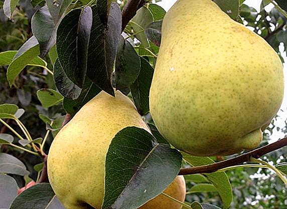 Pear "Just Maria": ລັກສະນະ, ຂໍ້ດີແລະຂໍ້ເສຍ