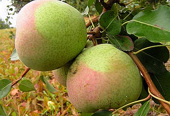 Pear "Rossoshanskaya Dessert": Charakteristike, Pros a Cons