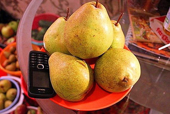Treasure pear: ciri, pro lan kontra