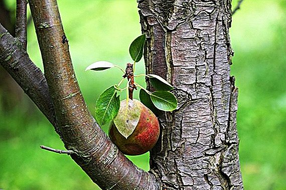 သစ်တော်သီးအမျိုးပေါင်း "နစ်": သင့်လျော်စိုက်ပျိုးခြင်းနှင့်စောင့်ရှောက်မှုအင်္ဂါရပ်များ