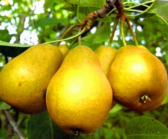 Pears: Wéi eng Zorte si fir d'Planzung an der Mëttespaus?