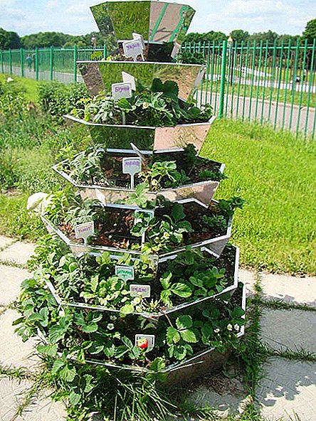 Baris piramida pikeun strawberry: katerangan, kaunggulan, skéma produksi