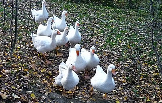 Gudanarwar geese irin: fasali na kiwo a gida