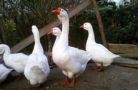 Lind raza de gansos: características de reprodución na casa