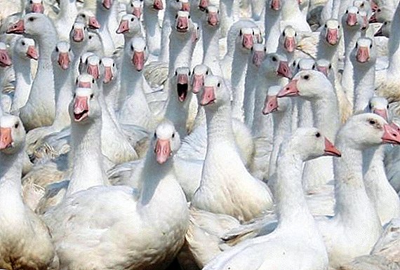 Hungarian white geese