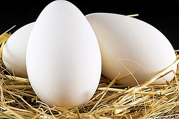 Guska jaja: šta se razlikuje od piletine, koliko je korisno, kako kuvati