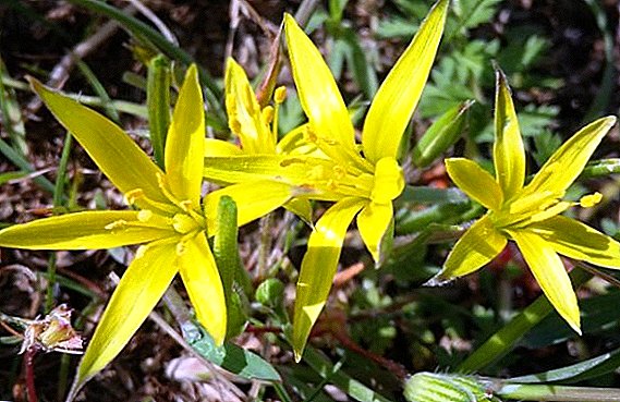 Bawang wedhi utawa snowdrop kuning: budidaya primrose ing negara kasebut