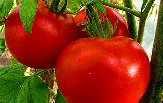 Karakteristik lan fitur saka tomat sing tuwuh "Red Guard"