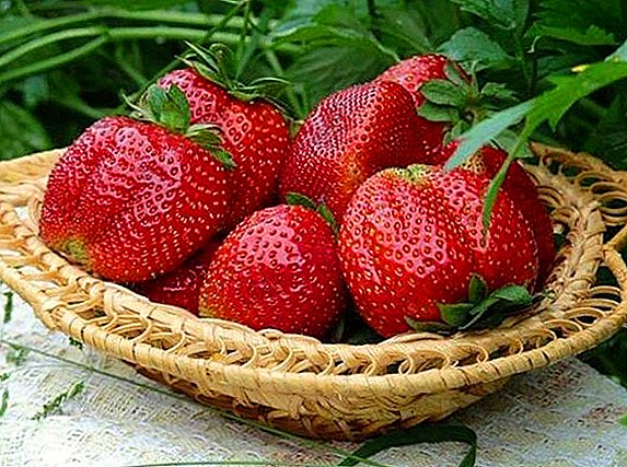 Cicirrians jeung budidaya strawberries "Zephyr"