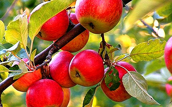Карактеристики на јаболко сорти на бонбони и одгледување агротехнологија