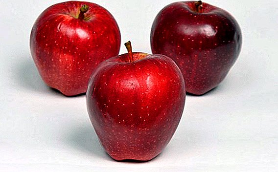 ვაშლის ჯიშის დახასიათება და აღწერა "წითელი მთავარი"