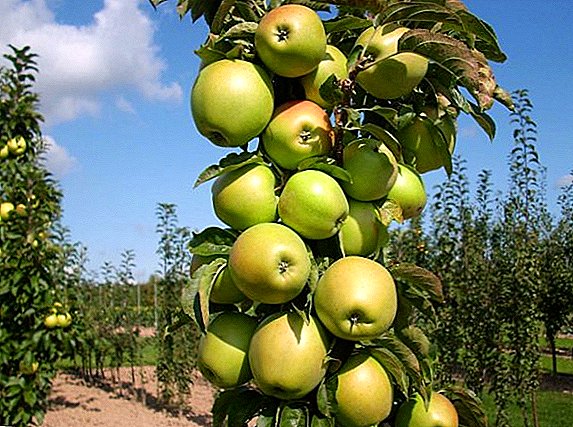 Mga kinaiya ug mga pinasahi sa pagpananom sa "Apple" cultivar apple variety