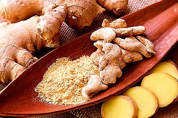 Ang kemikal nga komposisyon sa ginger: mapuslanon nga mga kabtangan ug mga kontraindikasiyon