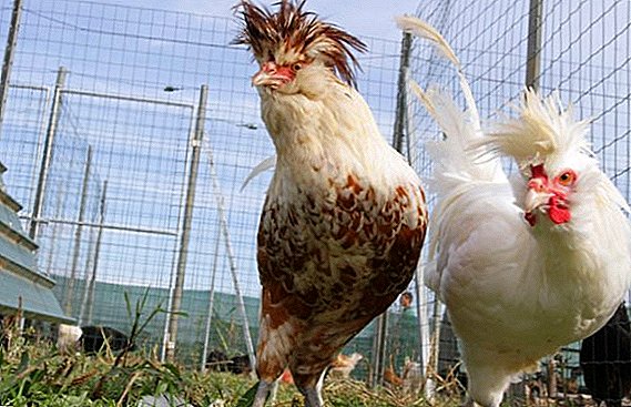 Crested breeds ng chickens na may mga larawan at mga paglalarawan