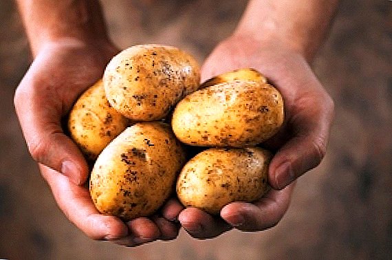 Apik wiji kentang panen: apa nyata?
