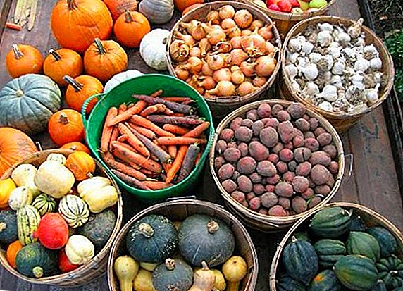 Almacenamento de verduras: as mellores formas de conservar as patacas, as cebolas, as zanahorias, as remolachas, o repolo para o inverno