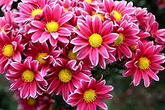 Chrysanthemum - Samurai blóm