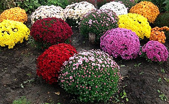 Chrysanthemum multiflora: pagtipig sa tingtugnaw