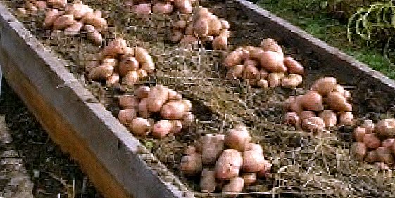 Savršena sadnja i uzgoj krompira ispod slame + video