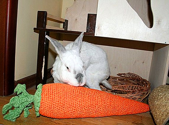 اسباب بازی برای خرگوش های تزئینی و کوتوله