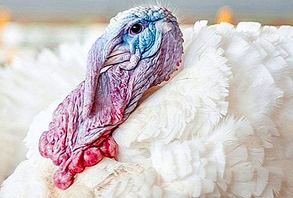 Highbreed turkeys کنورٹر: ہوم نسل کی خصوصیات