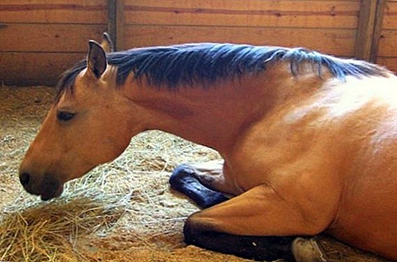Инфективна анемија кај коњите