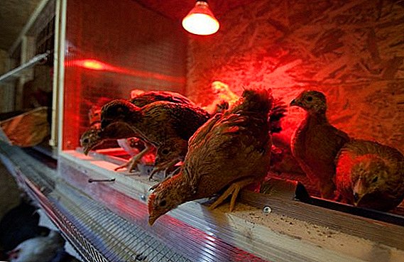 Infrared teeb rau cua sov chickens