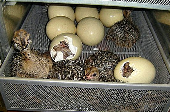 घरी शुतुरमुर्ग अंडी उष्मायन