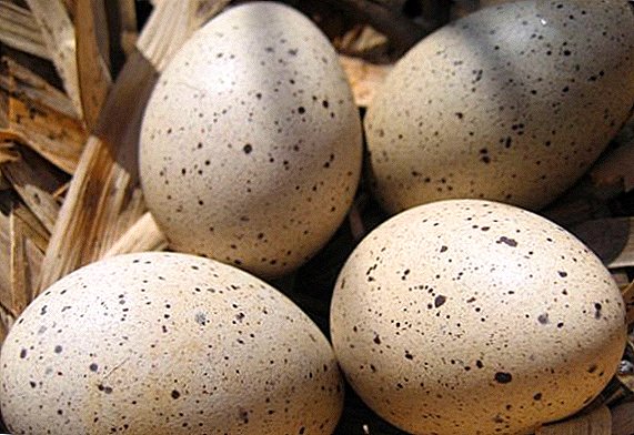 Ördək yumurtalarının kupçası: prosesin xüsusiyyətləri, tipik səhvlər başlayanlar