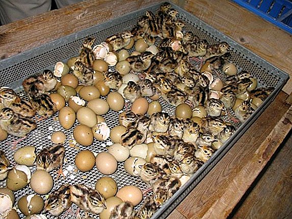 Incubación de ovos de faisáns: peculiaridades do proceso, erros típicos dos principiantes