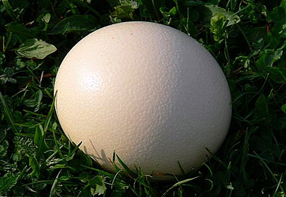 Incubadora para ovos de avestruz coas súas propias mans