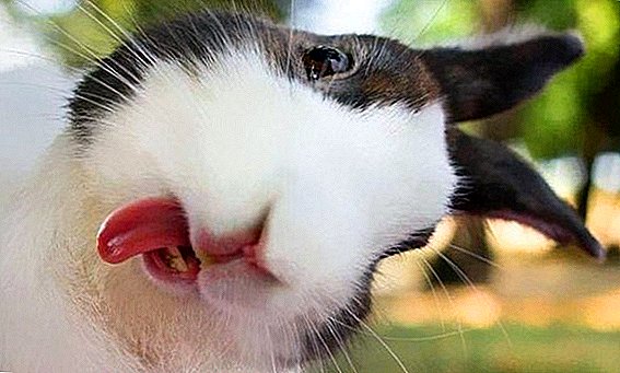 Интересни факти за зајаци