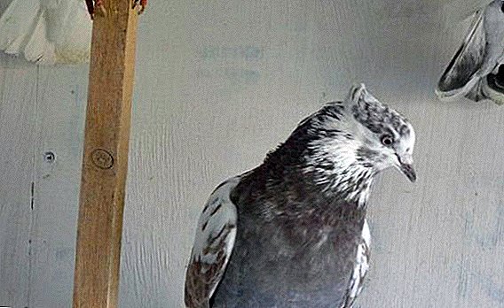 Iraanse hoogduifende duiwe: hoe om te sorg en hoe om tuis te voed