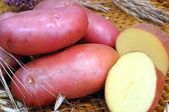 Irbitsky potatoes in villa