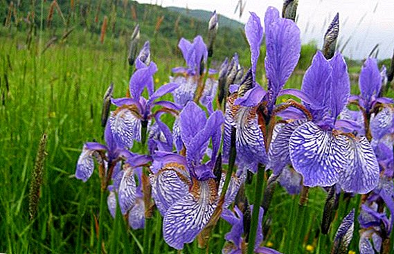 Siberiana Iris: ny tsiambaratelon'ny fambolena mahomby
