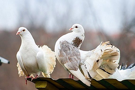 Izhevsk golubovi