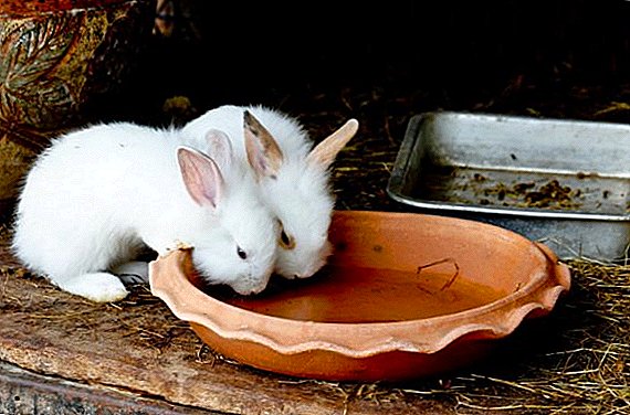 Yaminin Rabbit: umarnin don amfani