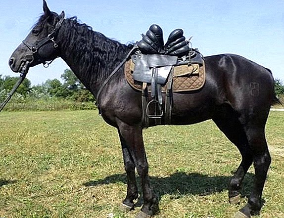 Kabardian ձի ցեղատեսակ `բնութագրերը, պահպանումը եւ խնամքը