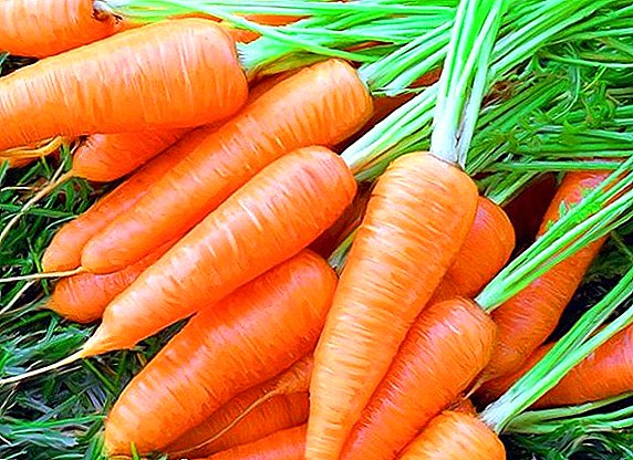 Колку брзо морков се зголемува по садењето: фактори кои влијаат на појавата на брзи пука
