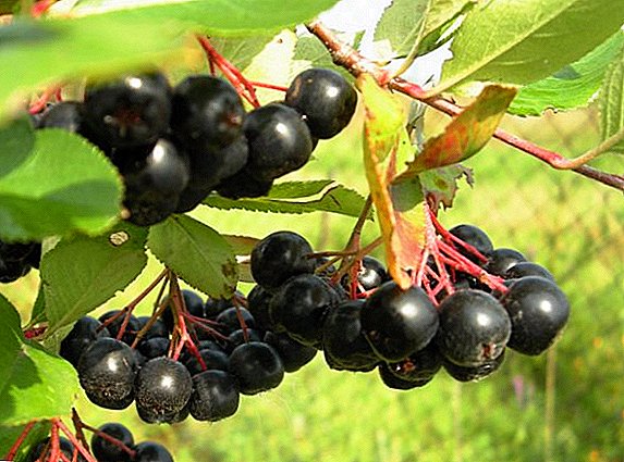 Kako se nositi sa bolestima i štetočinama aronii (pepeo), crnim voćem